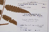 毛柄短腸蕨藏品圖，第2張