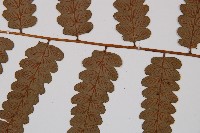 毛柄短腸蕨藏品圖，第3張