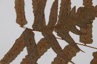 毛柄短腸蕨藏品圖，第4張