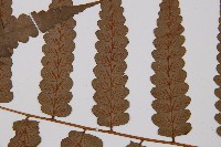 毛柄短腸蕨藏品圖，第5張