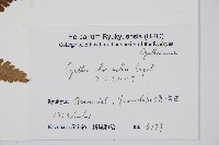 韓氏桫欏藏品圖，第2張