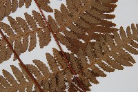 韓氏桫欏藏品圖，第3張