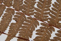 韓氏桫欏藏品圖，第4張