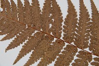 韓氏桫欏藏品圖，第5張