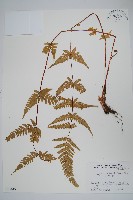 登錄號:P005819藏品圖，第1張