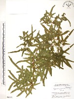 海金沙藏品圖，第1張