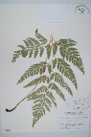 登錄號:P005821藏品圖，第1張