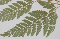 登錄號:P005821藏品圖，第3張