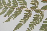 登錄號:P005821藏品圖，第4張