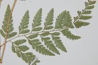 登錄號:P005821藏品圖，第5張