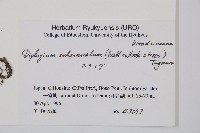 單葉雙蓋蕨藏品圖，第2張