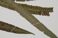 單葉雙蓋蕨藏品圖，第3張