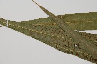 單葉雙蓋蕨藏品圖，第4張