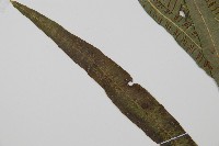 單葉雙蓋蕨藏品圖，第5張