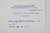 棕邊鱗毛蕨藏品圖，第2張