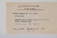 陰石蕨藏品圖，第2張