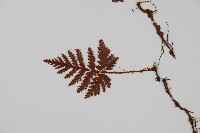 陰石蕨藏品圖，第3張