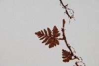 陰石蕨藏品圖，第4張