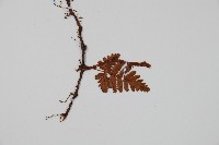 陰石蕨藏品圖，第5張