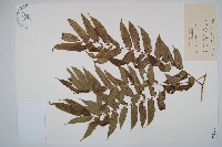 觀音座蓮藏品圖，第1張