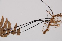 單邊鐵角蕨藏品圖，第3張