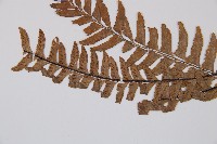 單邊鐵角蕨藏品圖，第4張