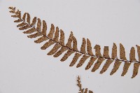 單邊鐵角蕨藏品圖，第5張