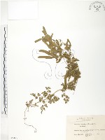 海金沙藏品圖，第1張