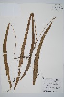 單葉雙蓋蕨藏品圖，第1張