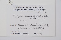 單葉雙蓋蕨藏品圖，第2張