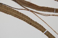 單葉雙蓋蕨藏品圖，第3張