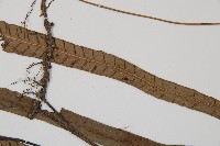 單葉雙蓋蕨藏品圖，第4張