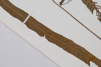 單葉雙蓋蕨藏品圖，第5張