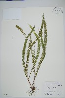 方柄鱗始蕨藏品圖，第1張