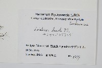 方柄鱗始蕨藏品圖，第2張