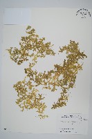 疏葉卷柏藏品圖，第1張