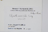 疏葉卷柏藏品圖，第2張