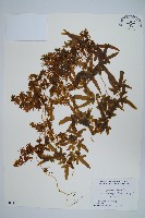 登錄號:P005831藏品圖，第1張