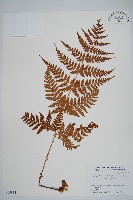 登錄號:P005834藏品圖，第1張