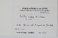 松葉蕨藏品圖，第2張