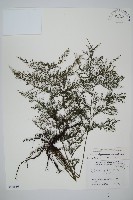 球桿毛蕨藏品圖，第1張