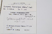 球桿毛蕨藏品圖，第2張