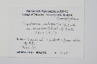 南海瓶蕨藏品圖，第2張