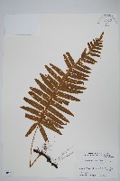 登錄號:P005838藏品圖，第1張