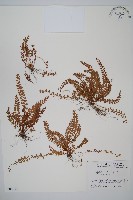 登錄號:P005839藏品圖，第1張