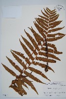 登錄號:P005840藏品圖，第1張