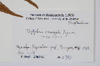 登錄號:P005840藏品圖，第2張