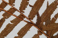 登錄號:P005840藏品圖，第3張