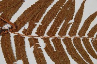 登錄號:P005840藏品圖，第5張