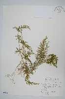 全緣卷柏藏品圖，第1張